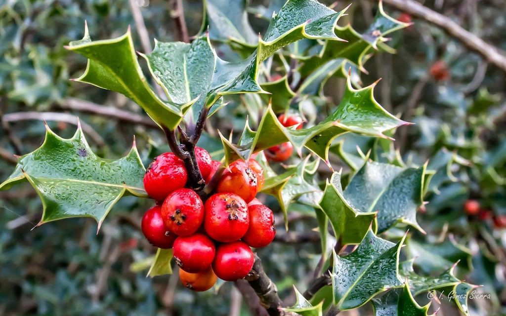 Japanse hulst struik met kleine glanzende bladeren en zwarte bessen in een formele tuinomgeving
