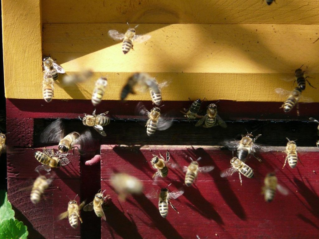 Propolis een natuurlijke oplossing voor antibioticaresistentie en moderne gezondheidsuitdagingen met bioactieve stoffen